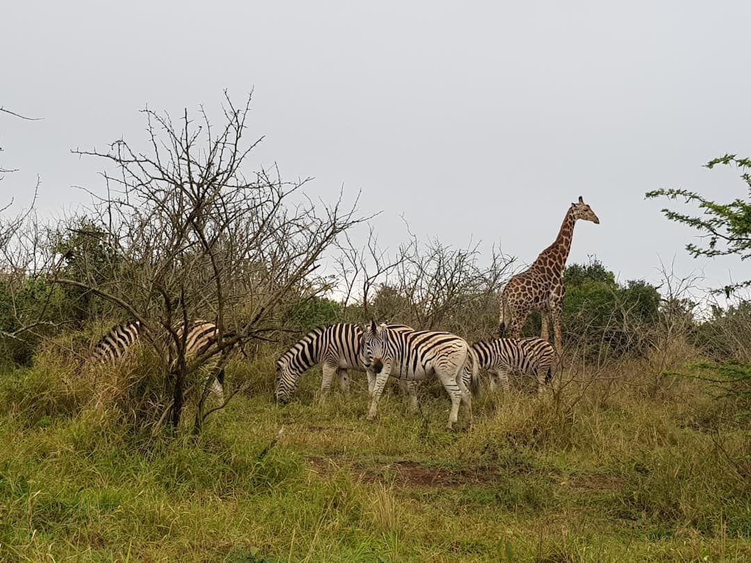 Lwy w Nairobi National Park