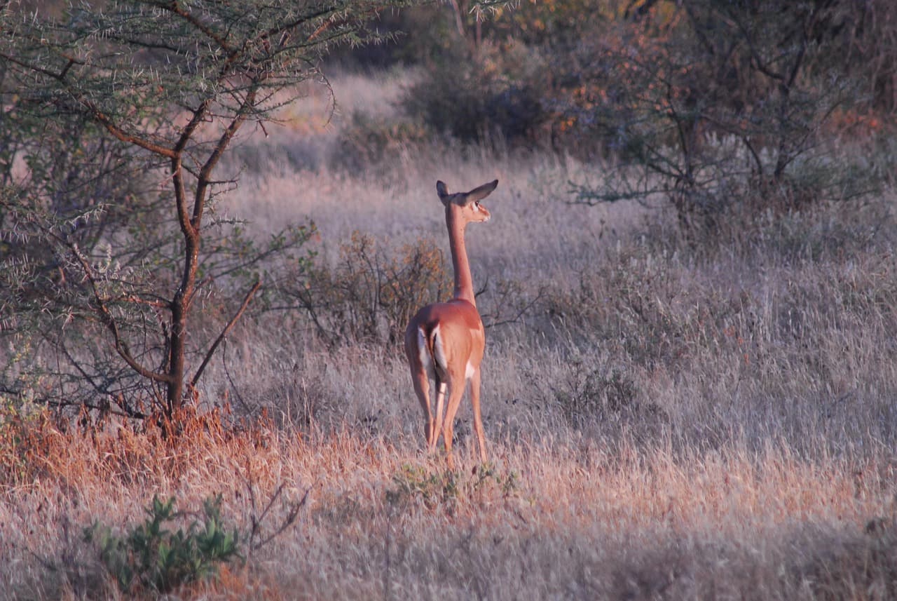 Afrykańska gazela gerenuk stojąca w wysokiej, suchej trawie.