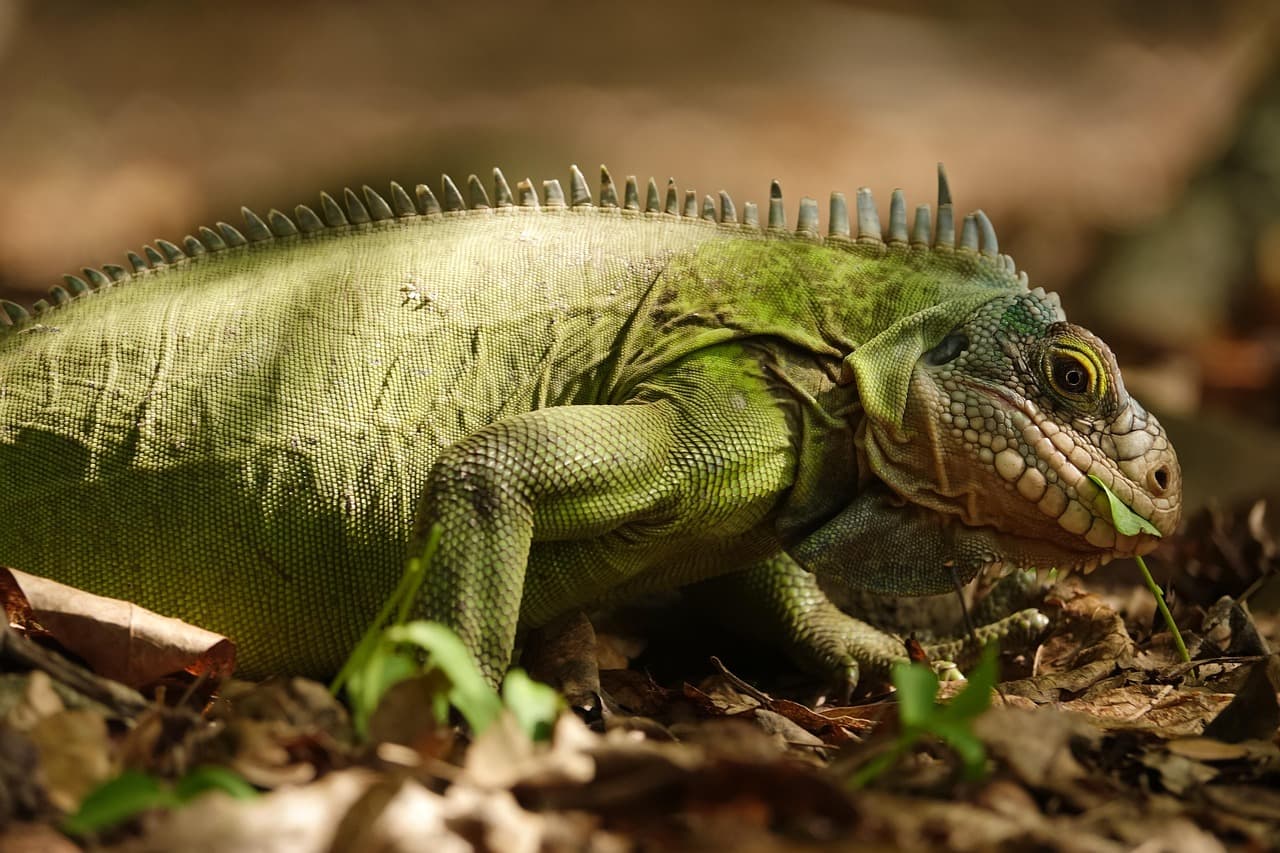 Zielona iguana z teksturą skóry jedząca liść na dnie lasu.