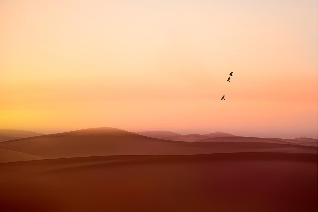 Pustynne wydmy o zachodzie słońca z trzema ptakami.