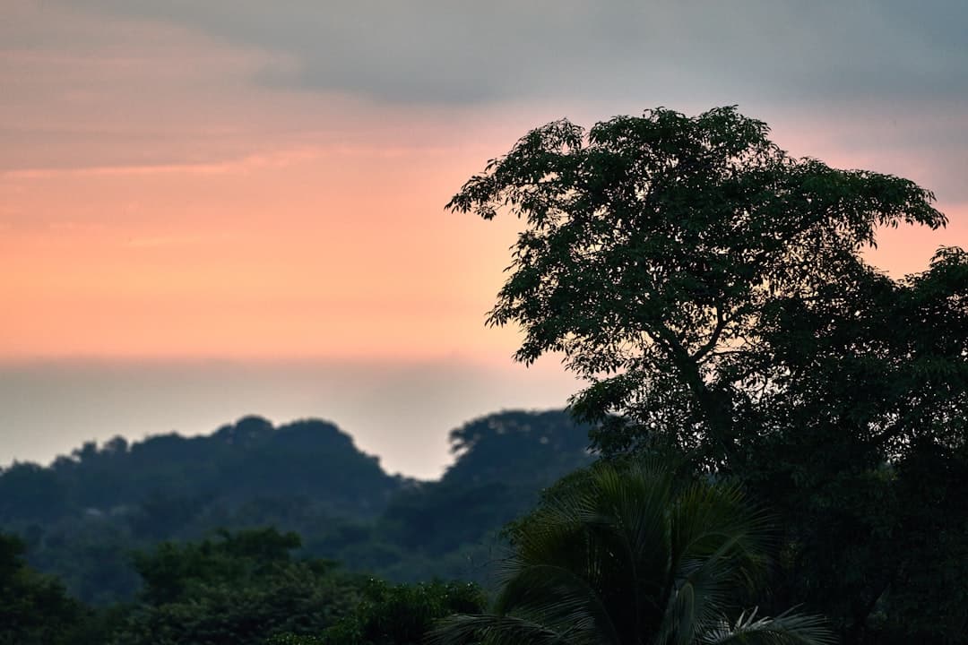 Zachód słońca nad deszczowym lasem