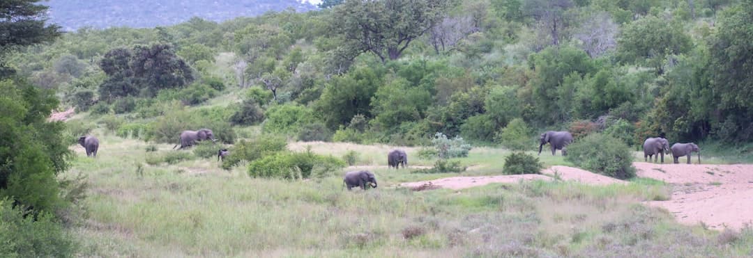 Słonie w Parku Narodowym Shimba Hills