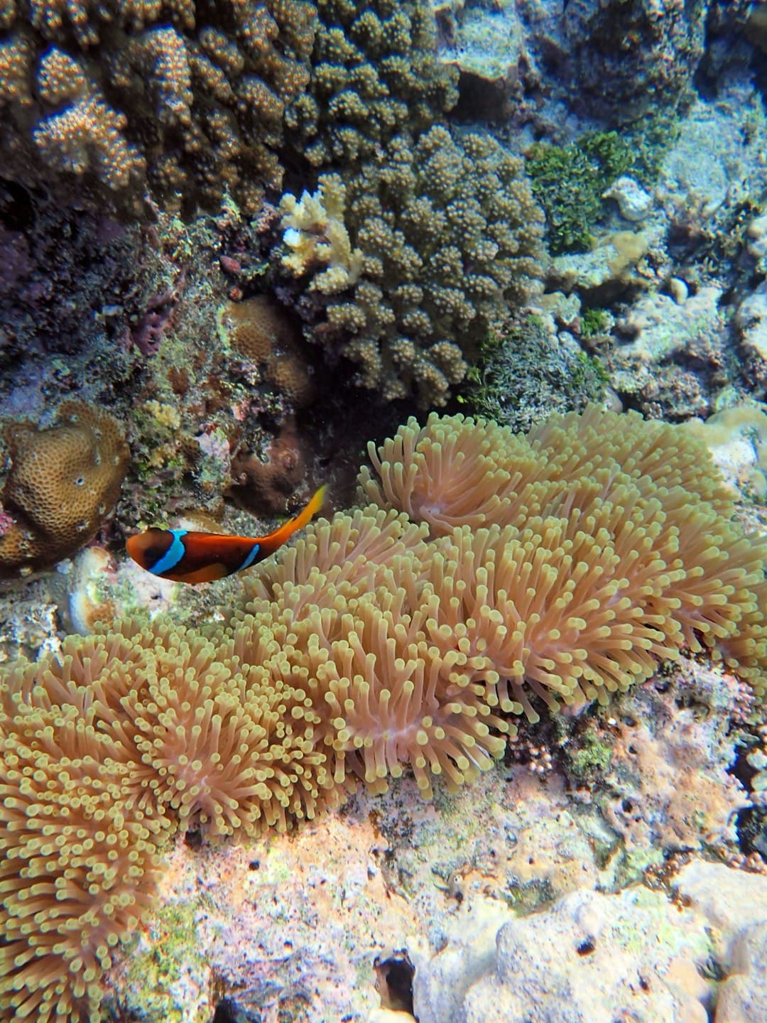Błazenek wśród kolorowych raf koralowych