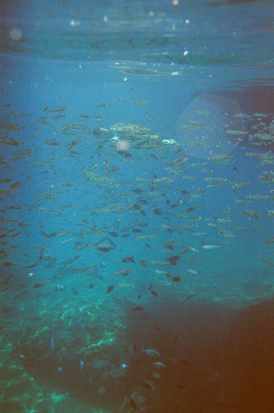 Dzieci snorkelingujące w Akumal