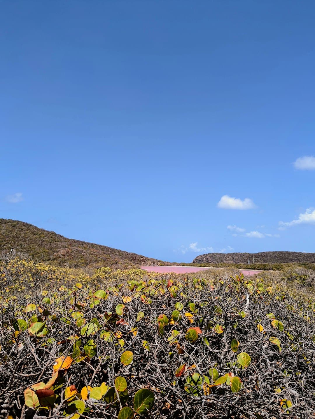 Stacja Badawcza w Galapagos z gigantycznymi żółwiami