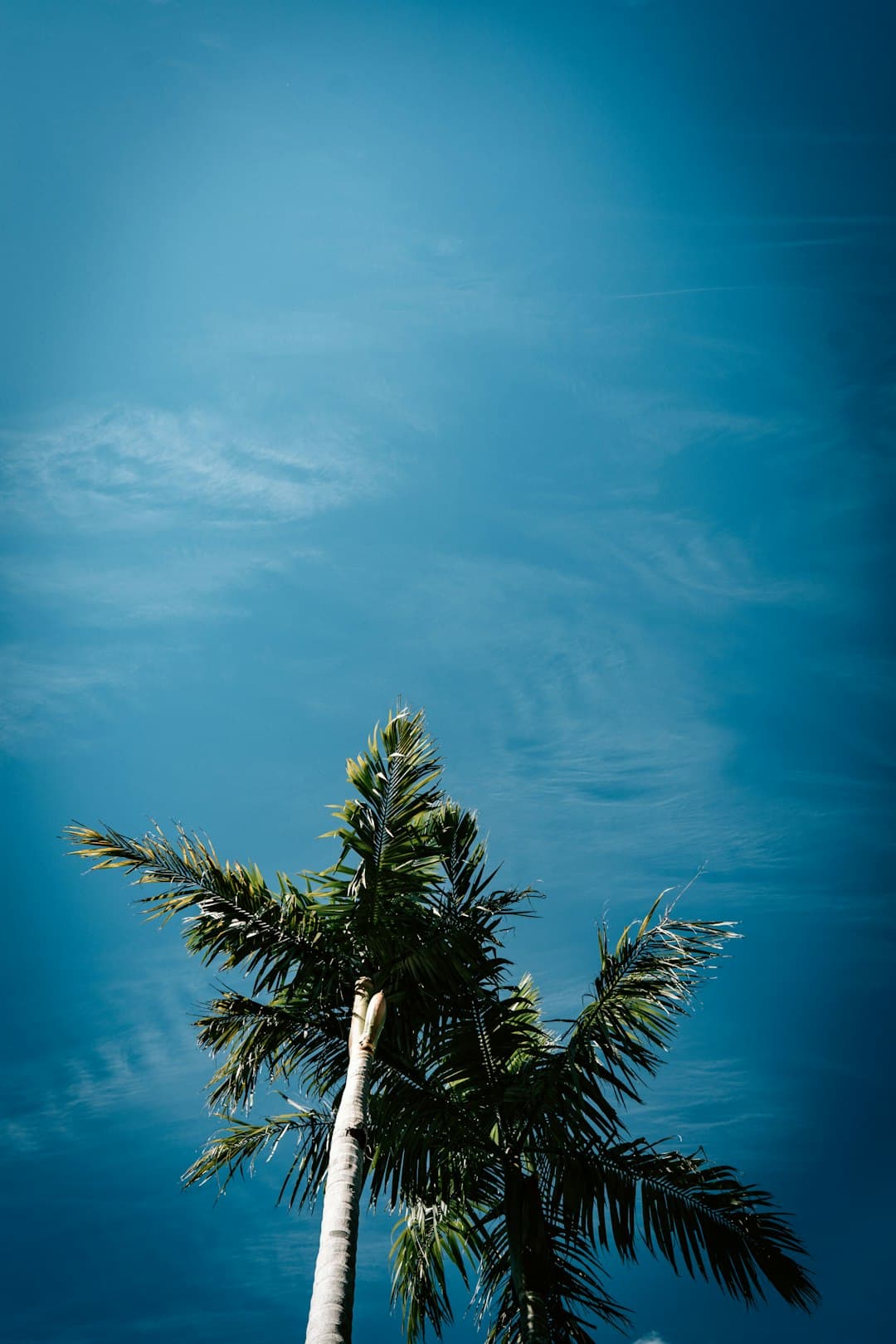Plaża Vai z palmami i niebieską wodą