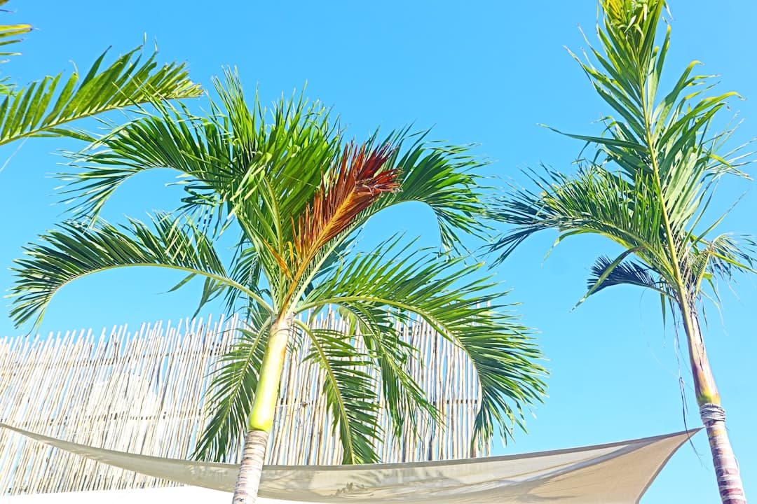 Tropikalna plaża w Watamu z palmami