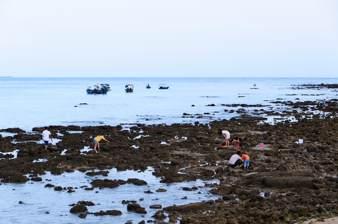 Stworzenia morskie widoczne podczas odpływu w Paje