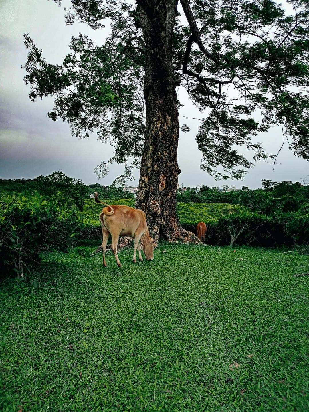 Piękny krajobraz lasu w Parku Narodowym Jozani