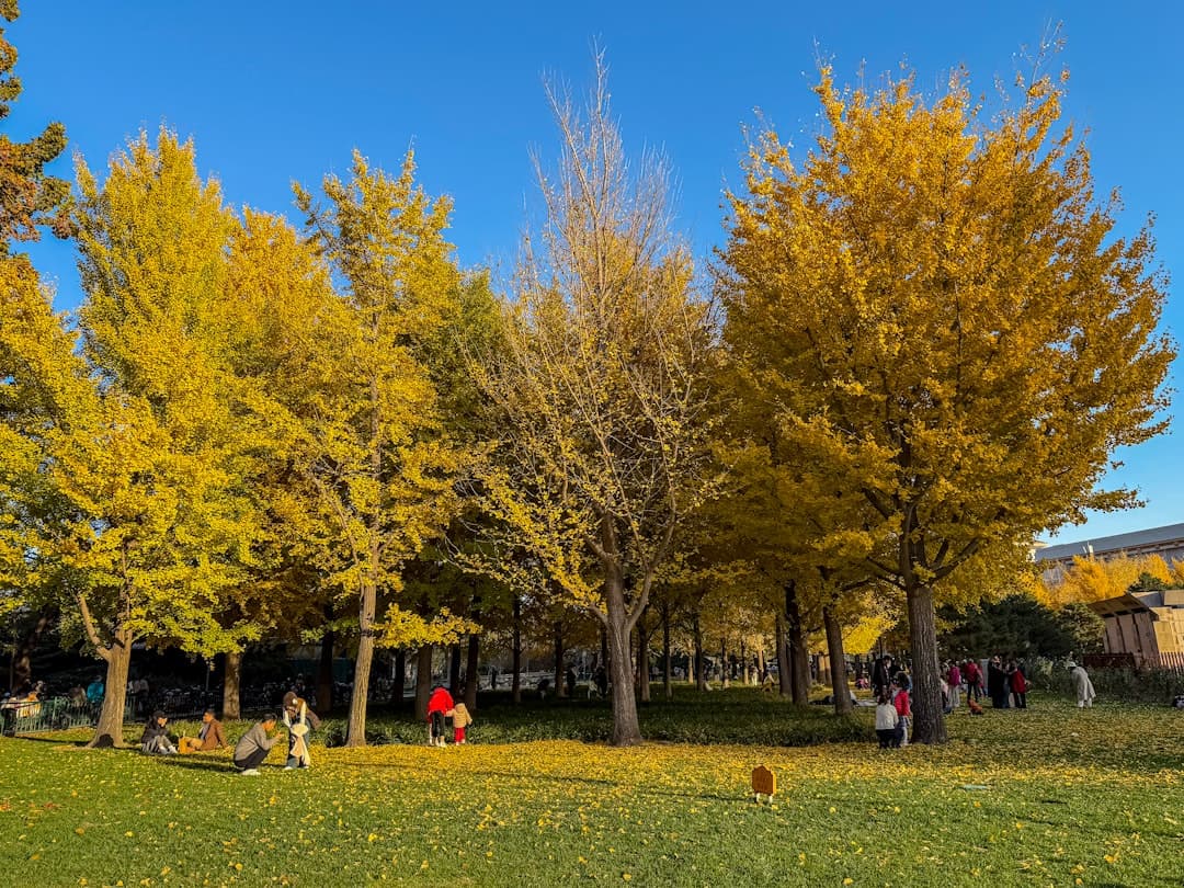 Jesienne drzewa w parku pełnym ludzi.