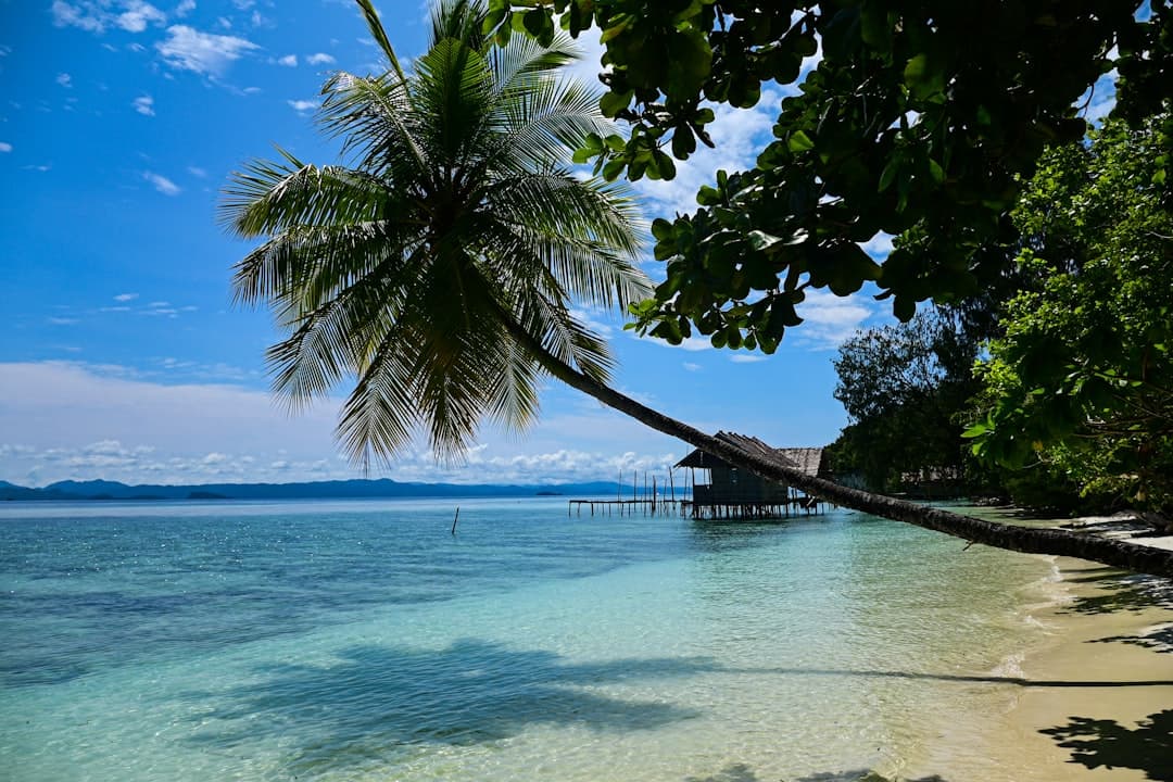 Tropikalna plaża i pochylona palma nad wodą.