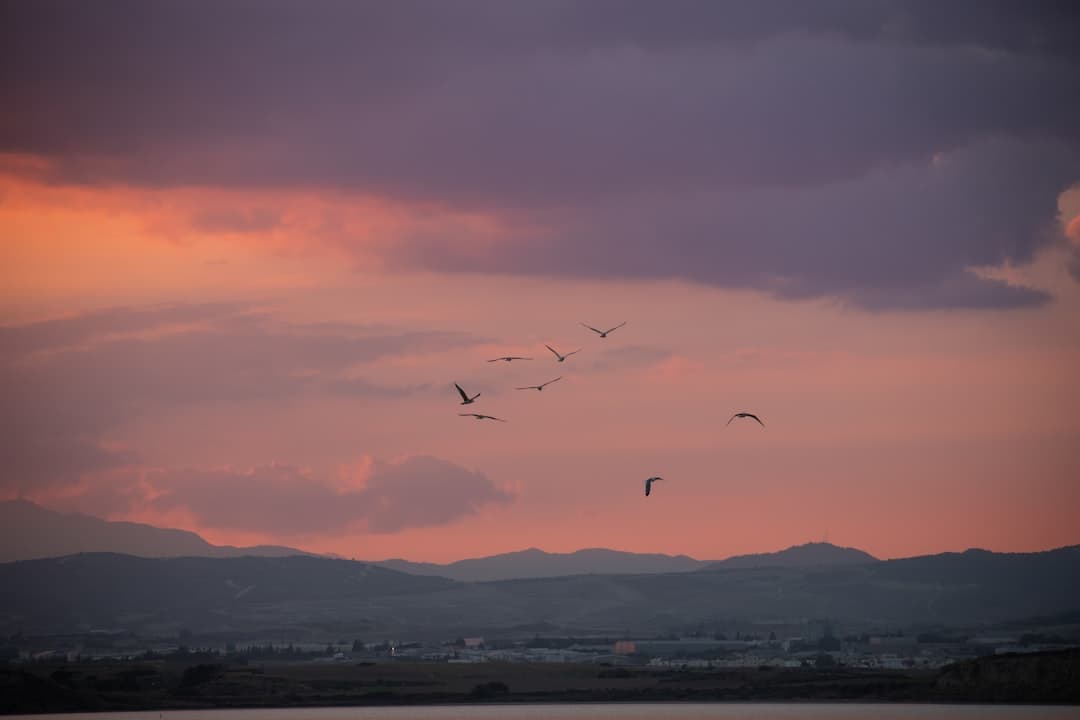Flamingi na Słonym Jeziorze w Larnace