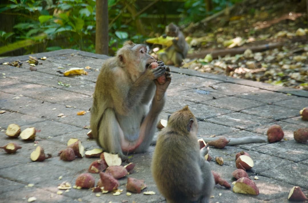 Małpy jedzące owoce na leśnym podłożu.