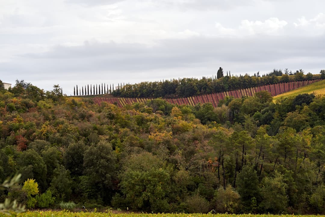 Winnice w regionie La Geria z wulkaniczną glebą