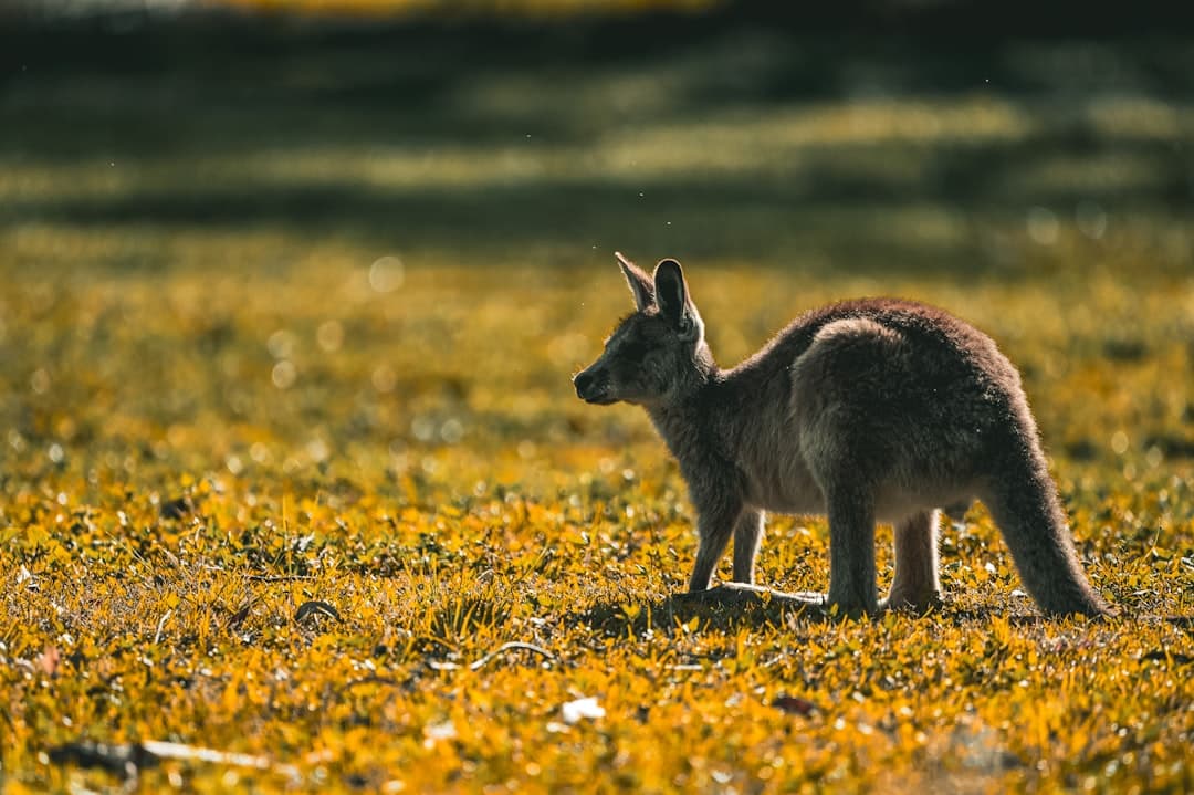 Krajobraz Australii z kangurami