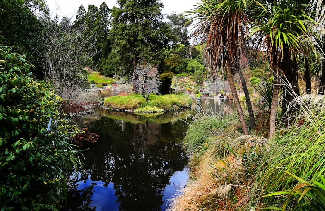 Ogród z oczkiem wodnym i zielenią roślinną