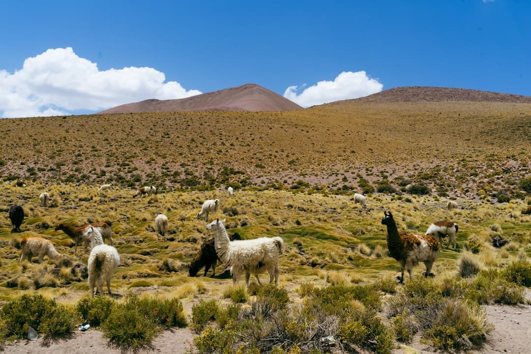 Stado lam na zielonych wzgórzach w górach
