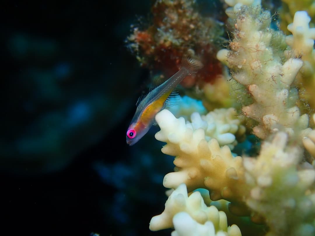 Nurek eksplorujący podwodny świat Bora Bora