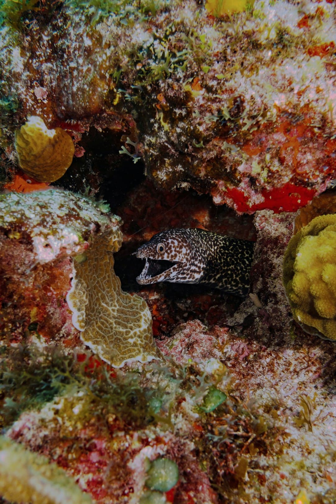 Podwodne muzeum, nurkowanie