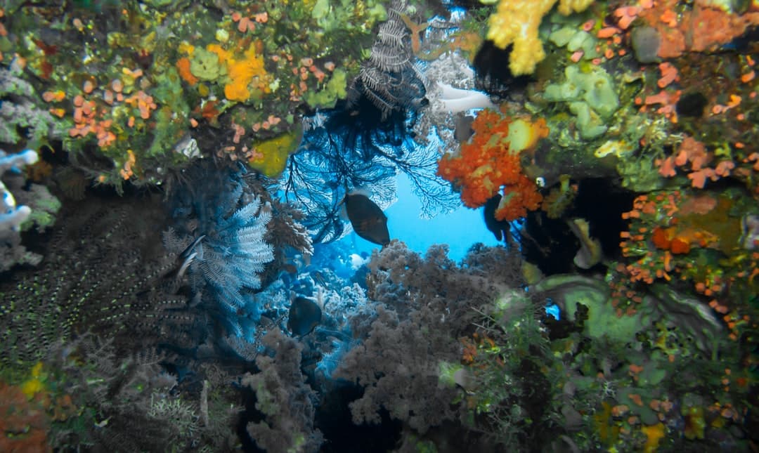 Podwodne rafy koralowe pełne kolorowych ryb