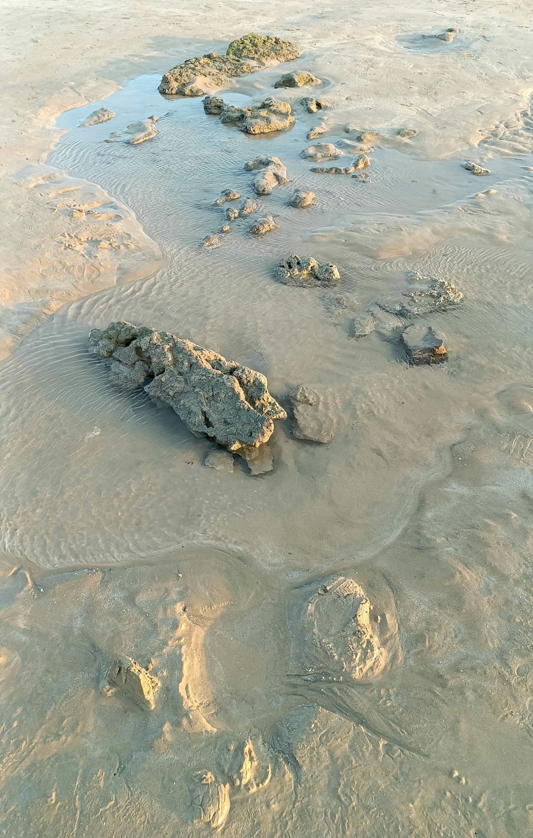 Żółwie morskie na plaży Ras al Jinz