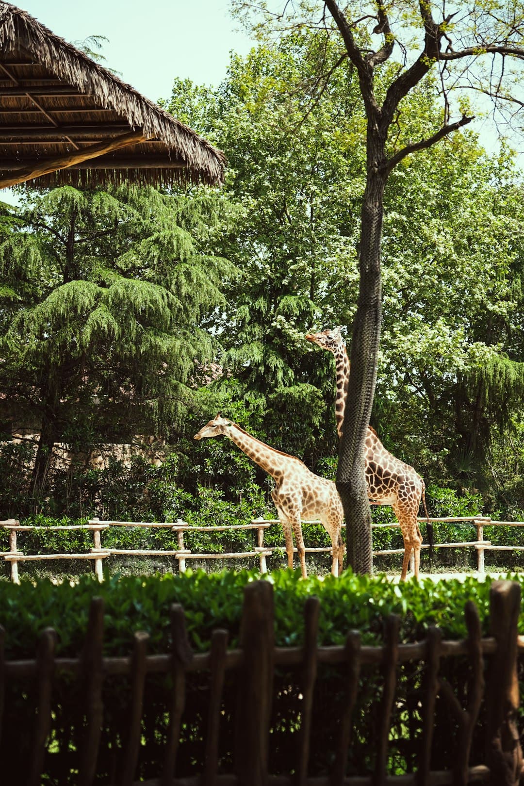 Zwierzęta w Ogrodach Zoologicznych w Kairze