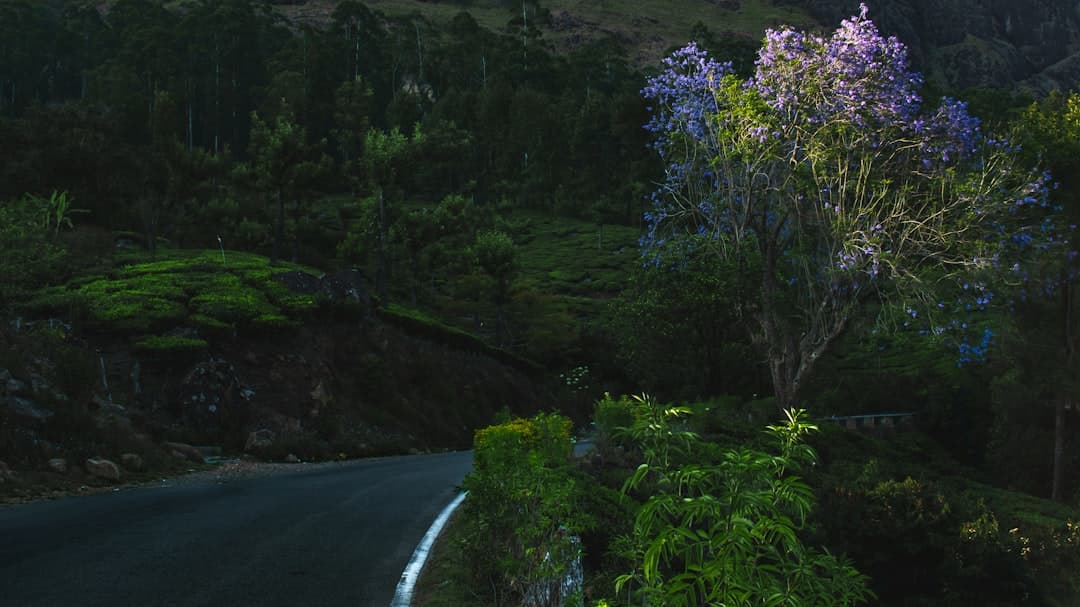 Malownicza droga na wyspie Moorea z tropikalnym krajobrazem