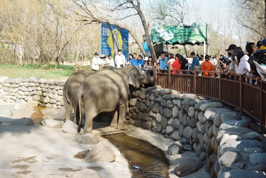 Słonie w zoo z widownią ludzi.