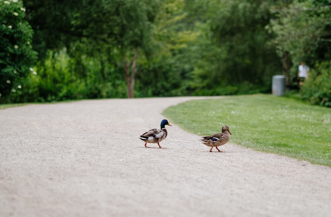 Dwa kaczory na parkowej ścieżce w lesie.