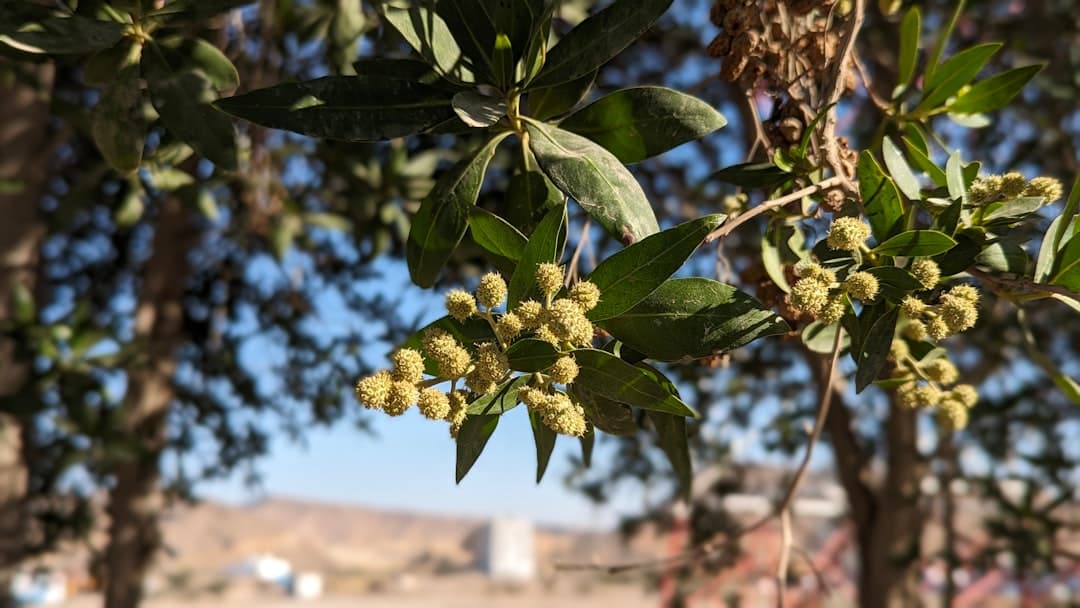 Zbiory daktyli na farmie w Omanie