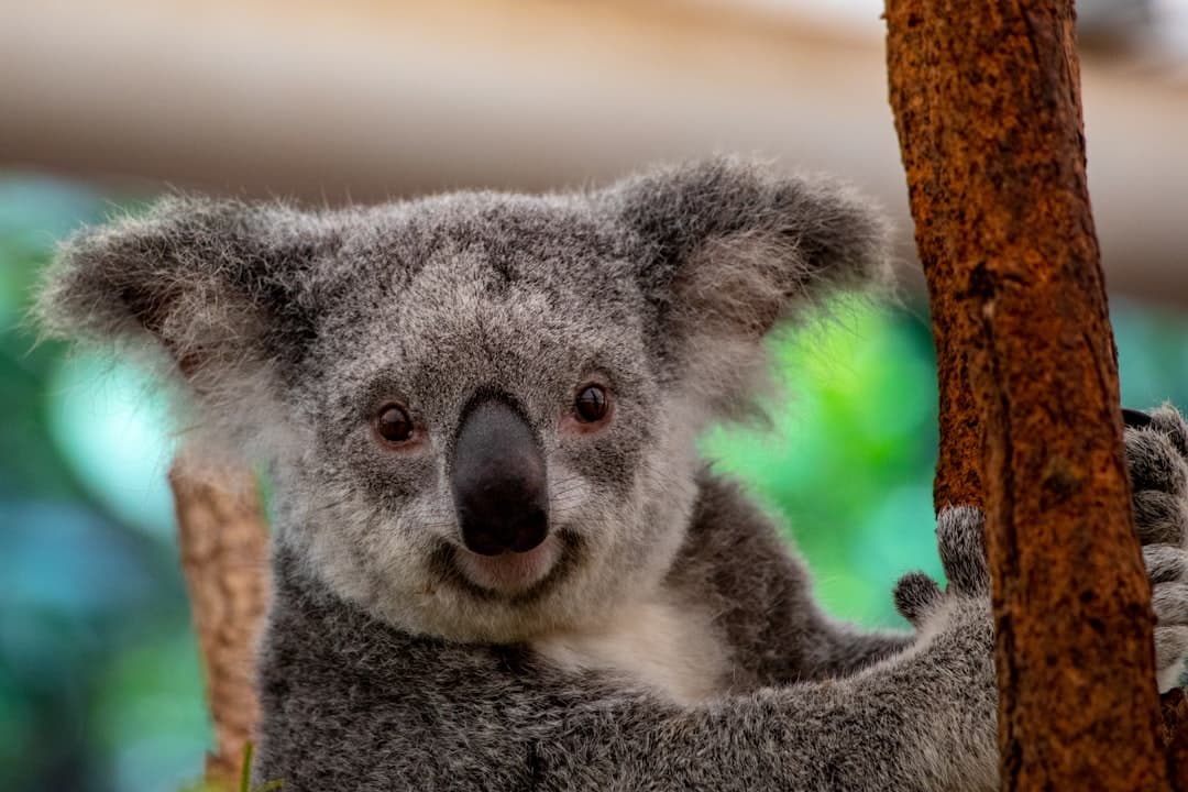 Koala w Lone Pine Koala Sanctuary