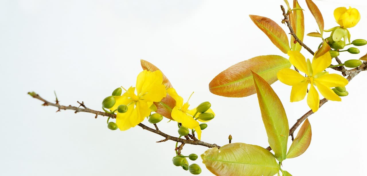 Rodzinne miejsce w Krabi, tradycyjna tajska potrawa