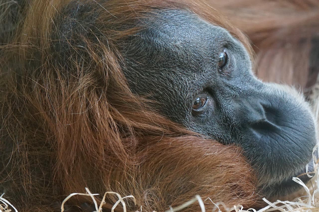 Orangutan w dżungli Sumatry