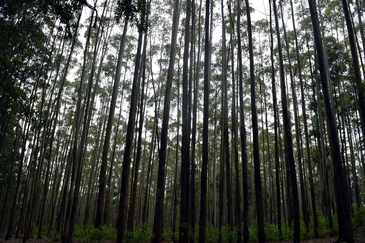 Koktajl owocowy w Ella