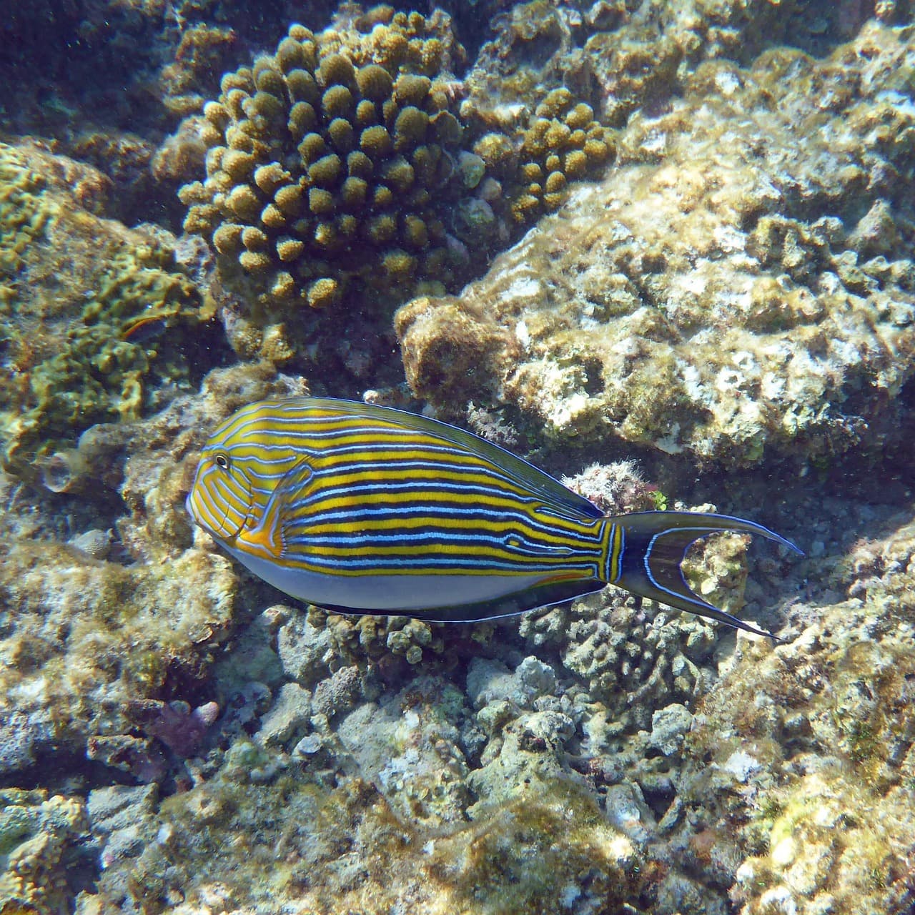 Osoba nurkująca w rafie koralowej