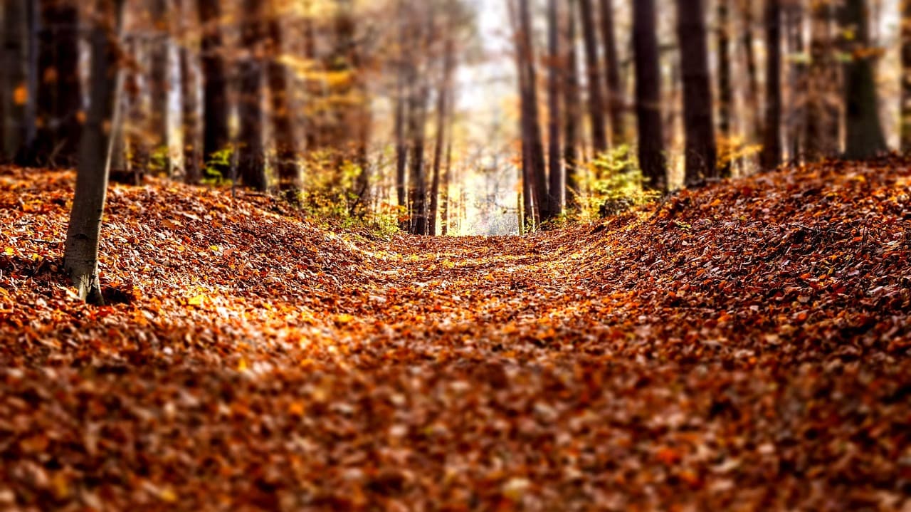 Panoramiczny widok na Piriápolis