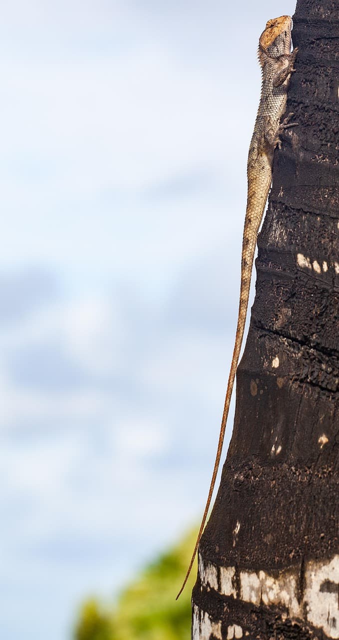 Katamaran na wodach Mauritiusa