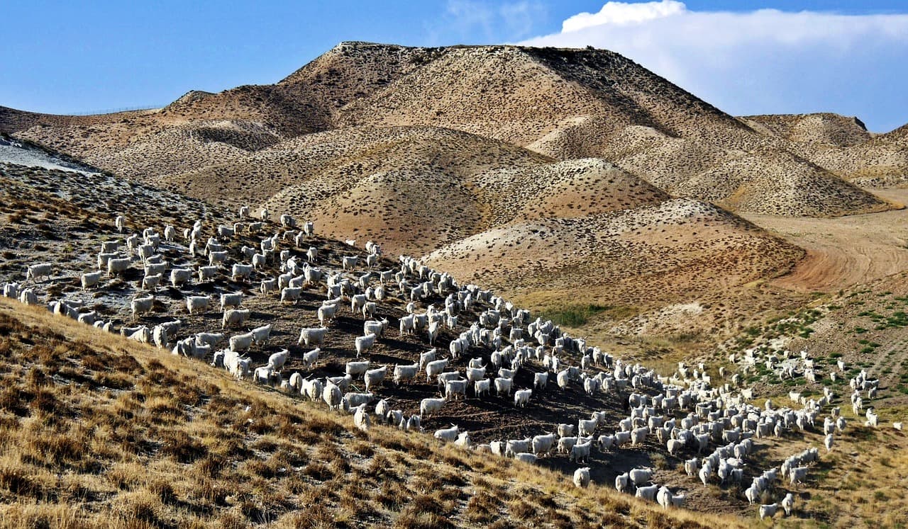 Potrawy serwowane w Trilye Restaurant