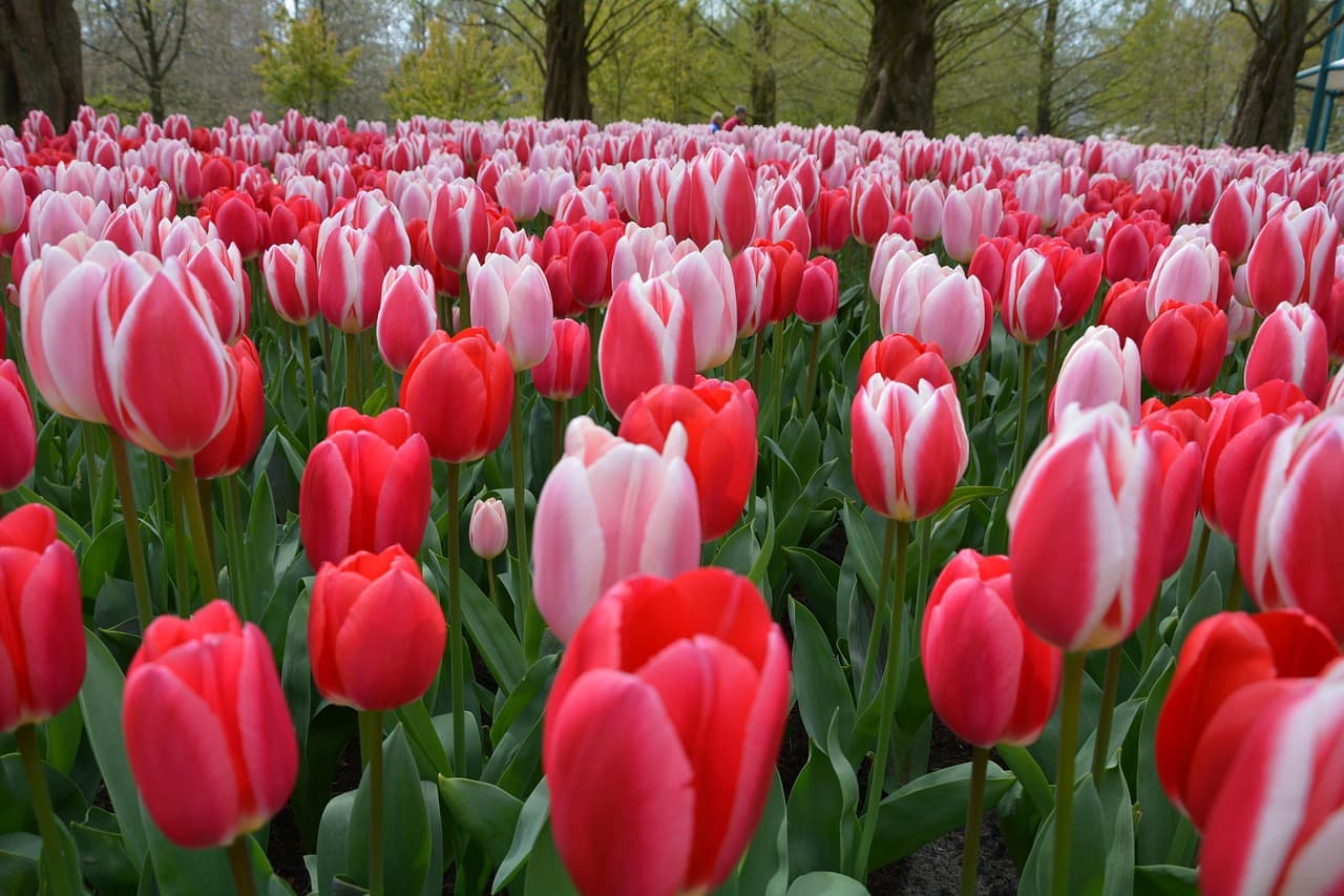 Ogrody Keukenhof z kolorowymi tulipanami