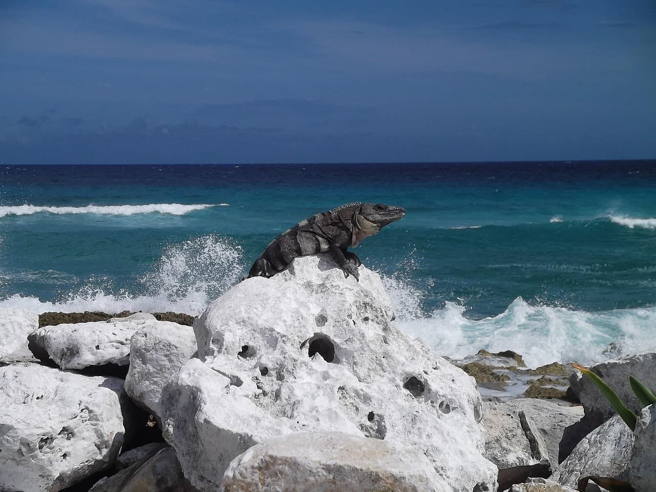 Turysta na skuterze w Cozumel