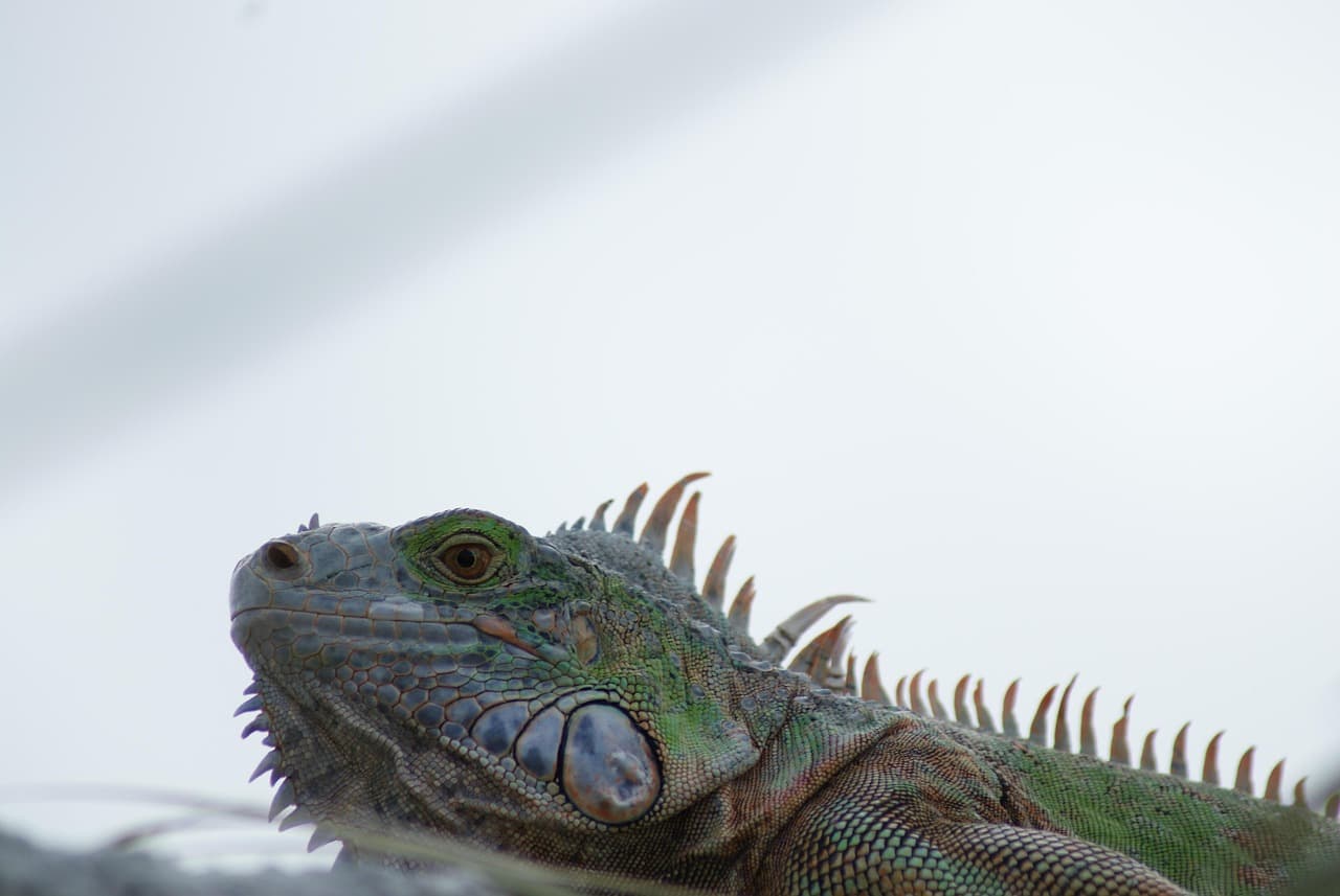 Ruiny Majów w Cozumel