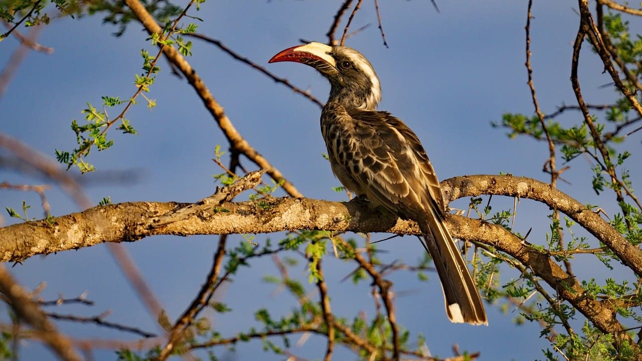 Safari w Parku Narodowym Tsavo