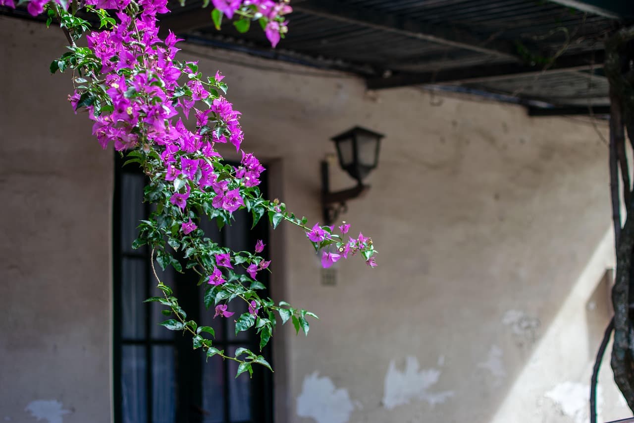 Lokalne jedzenie w Colonia Del Sacramento