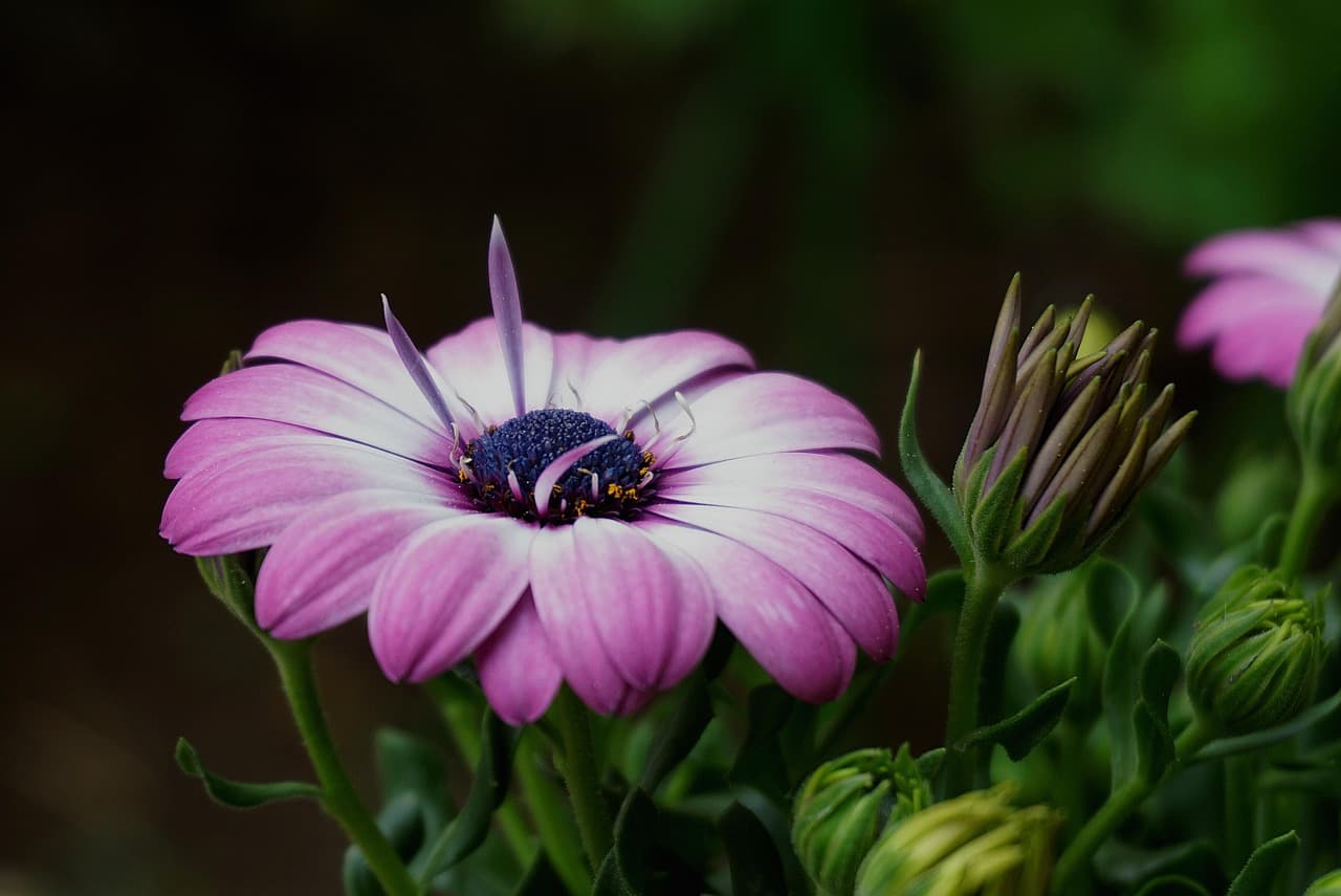 Ogród Botaniczny w Funchal