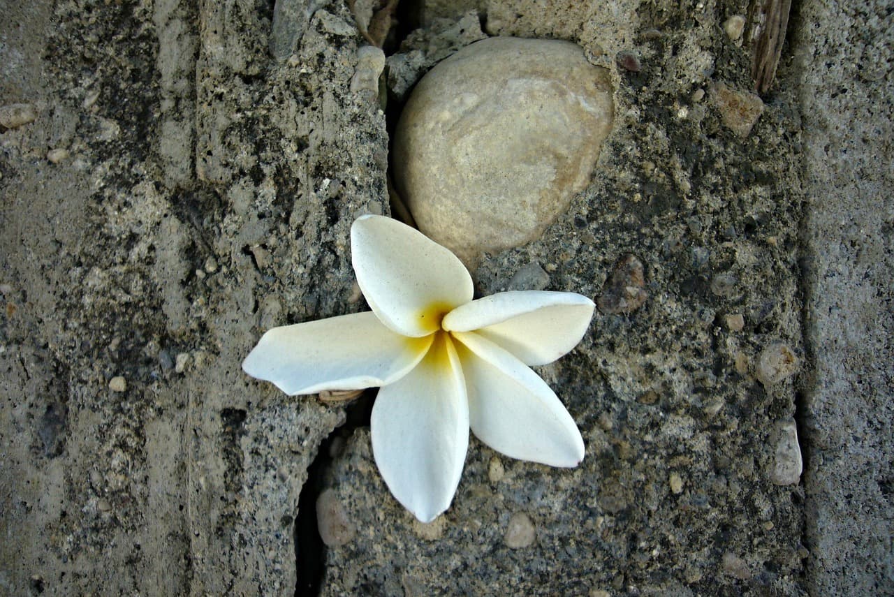 Smażona ryba z tostones w Puerto Plata