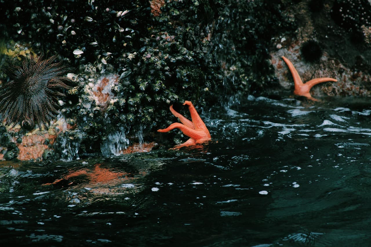 Park Narodowy Paracas
