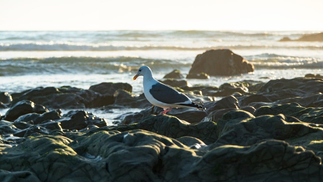 Plaża Tortuga Bay w Galapagos