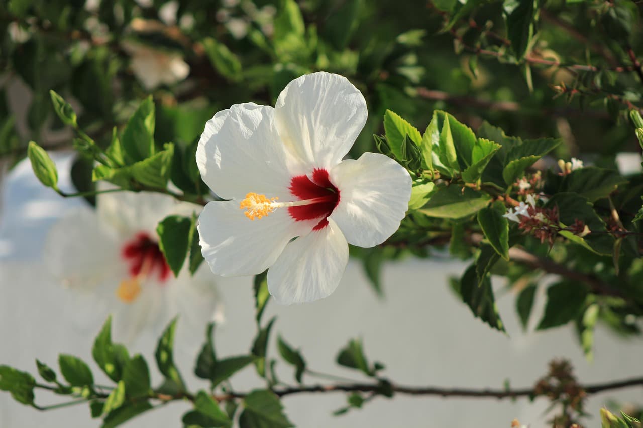 Tradycyjna hiszpańska restauracja