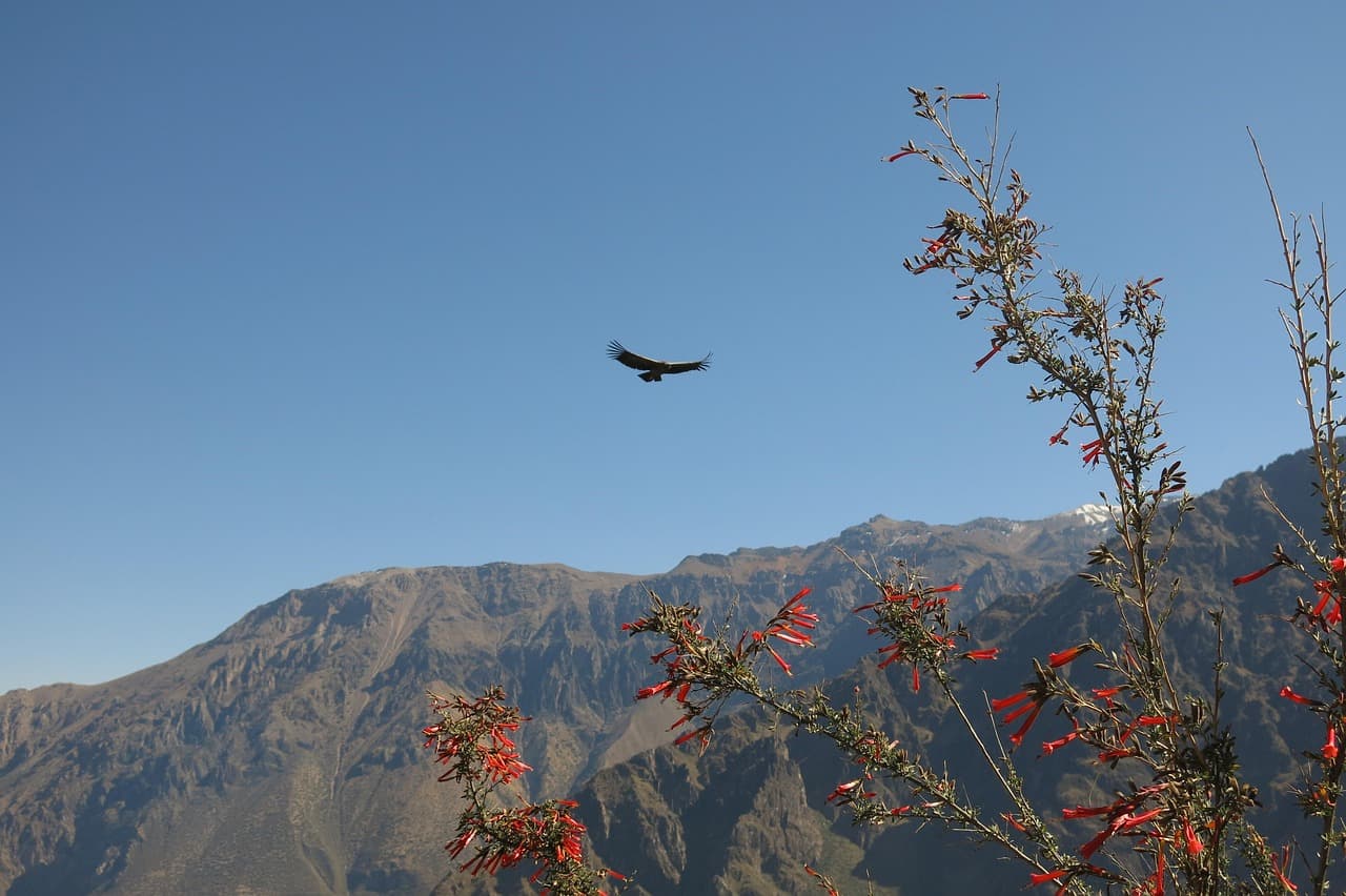Widok na Kanion Colca
