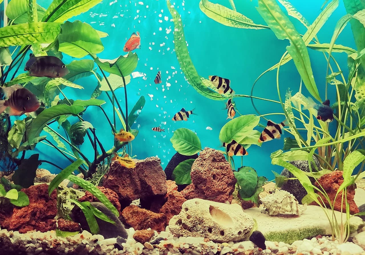 Podwodne życie w Ari Atolu